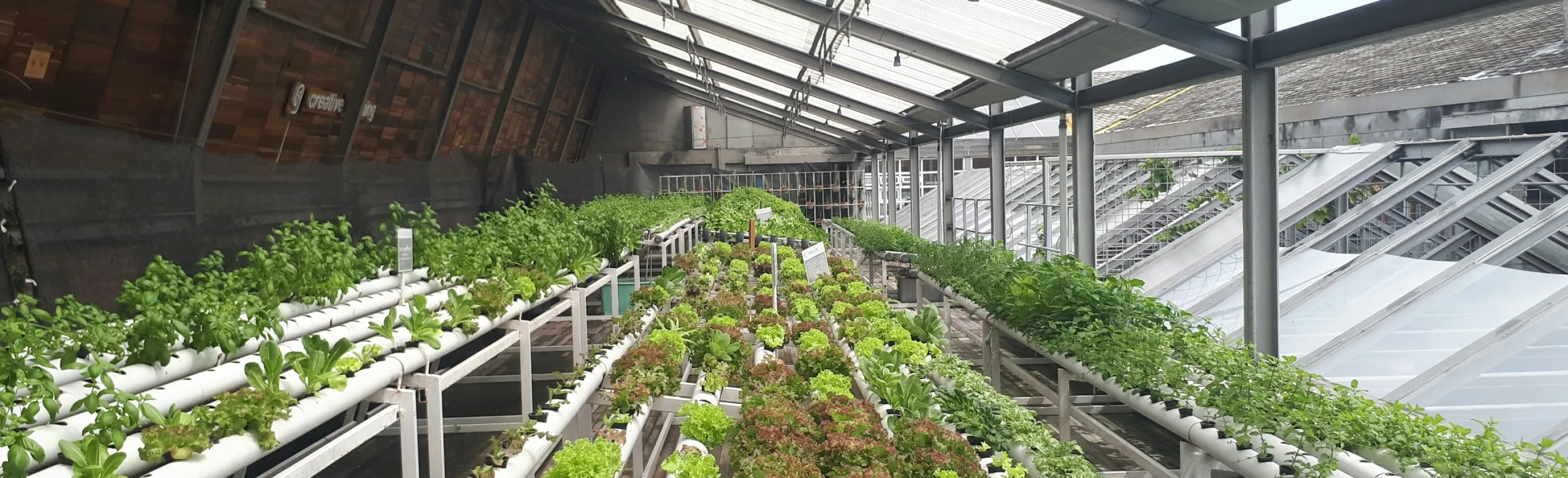 An alley of lettuce hydroponic farm