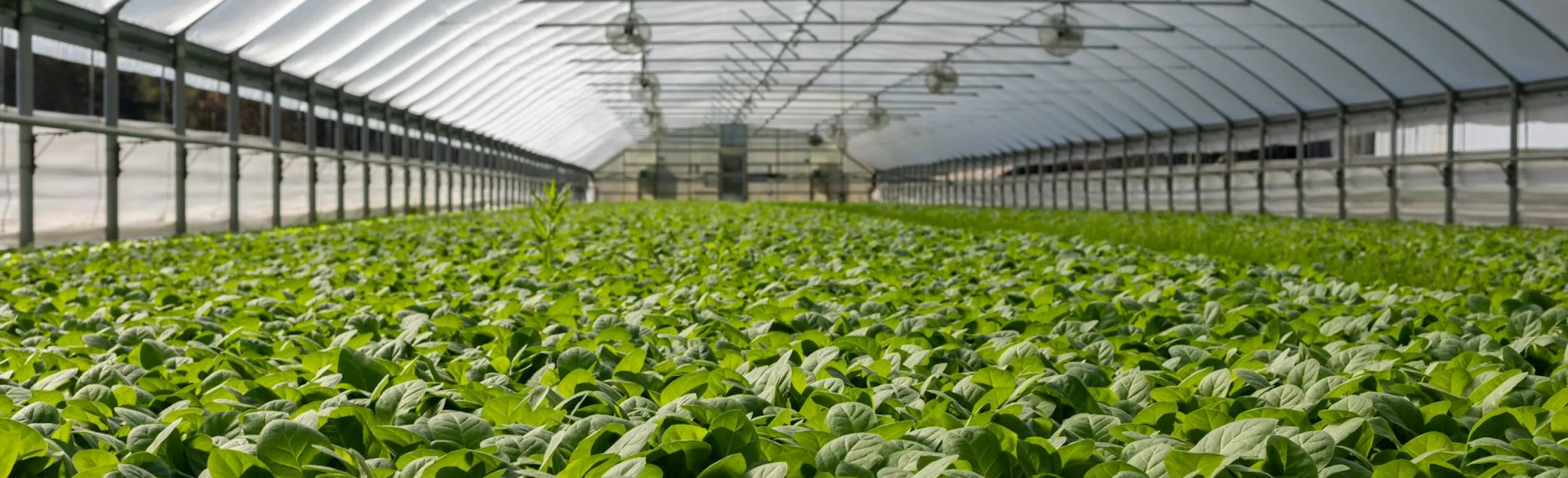 A photo of a hydroponic lettuce farm greenhouse